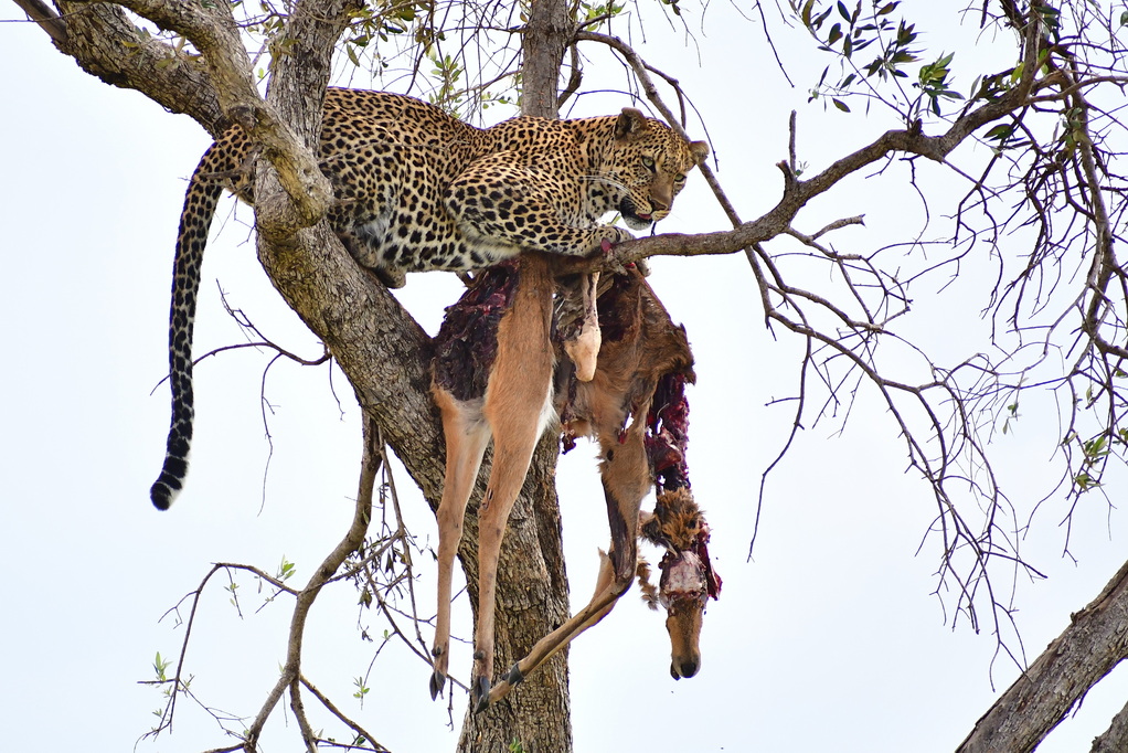 Masai Mara Nat. Reserve